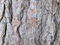 Tree Bark Texture 24