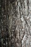 Tree Bark Texture 3