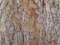 Tree Bark Texture 6