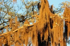 Tree Moss With Dogwood Flowers