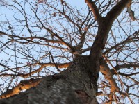 Tree Perspective 8