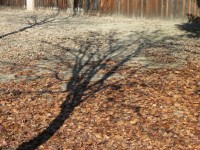 Tree Shadow 2