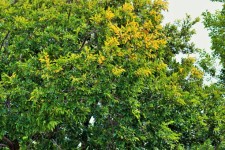 Tree With Yellowing Leaves
