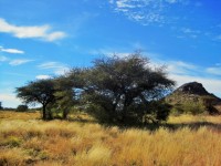 Trees And Veld In Northern Cape
