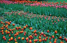 Tulips, Botanical Gardens, Moscow