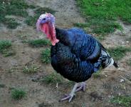 Turkey Fowl