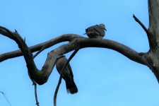 Two Birds On A Twisted Branch
