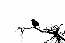 Vector Silhouette Of The Bird
