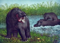 Vintage Hippopotamus Illustration
