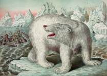 Vintage Polar Bear Illustration