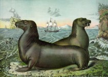 Vintage Sea Lions Illustration
