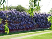 Wall Of Wisteria
