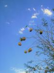 Weaver Nests Against Blue Sky