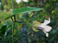 Weed Vine With White Flower