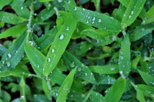 Weeds Glistening After Rain