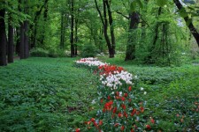 White And Red Tulips Under Trees