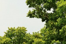 White Stinkwood Tree