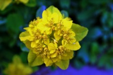 Yellow Flower, Botanical Gardens