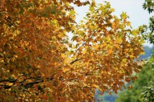 Yellow Maple Trees