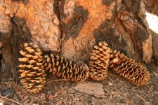 Yosemite Pine Cones