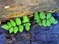 Young Green Fern, Close Up