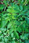 Young Tomato Plant