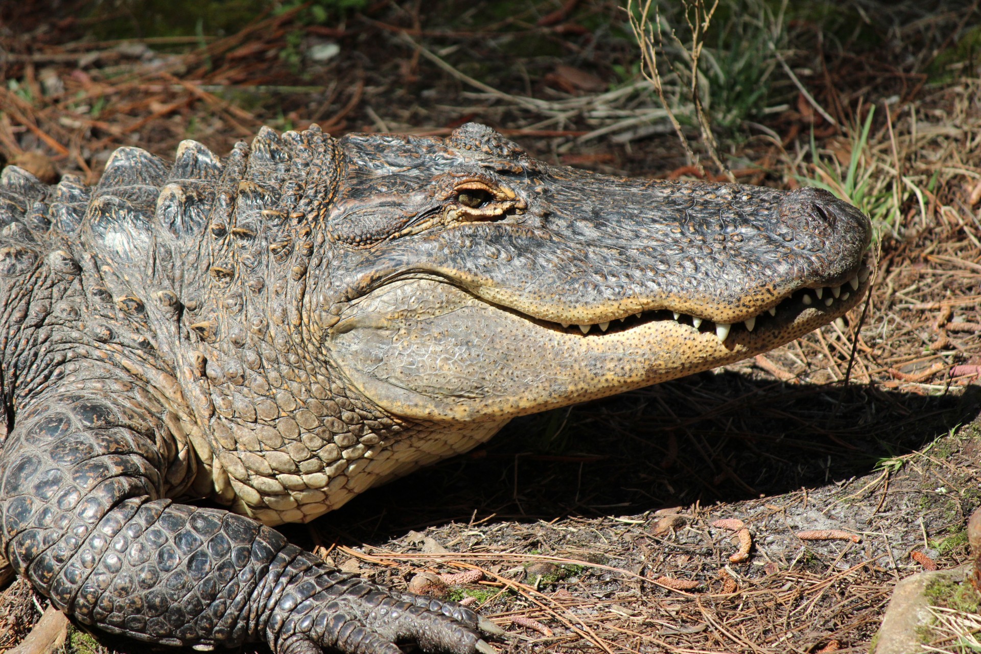 a closeup on a alligators head with large teeth, and detail skin.