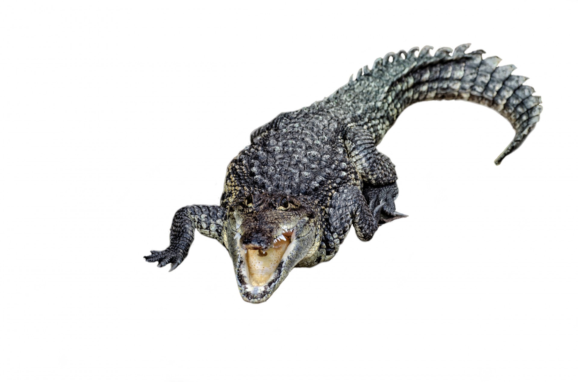 Animal - Crocodile