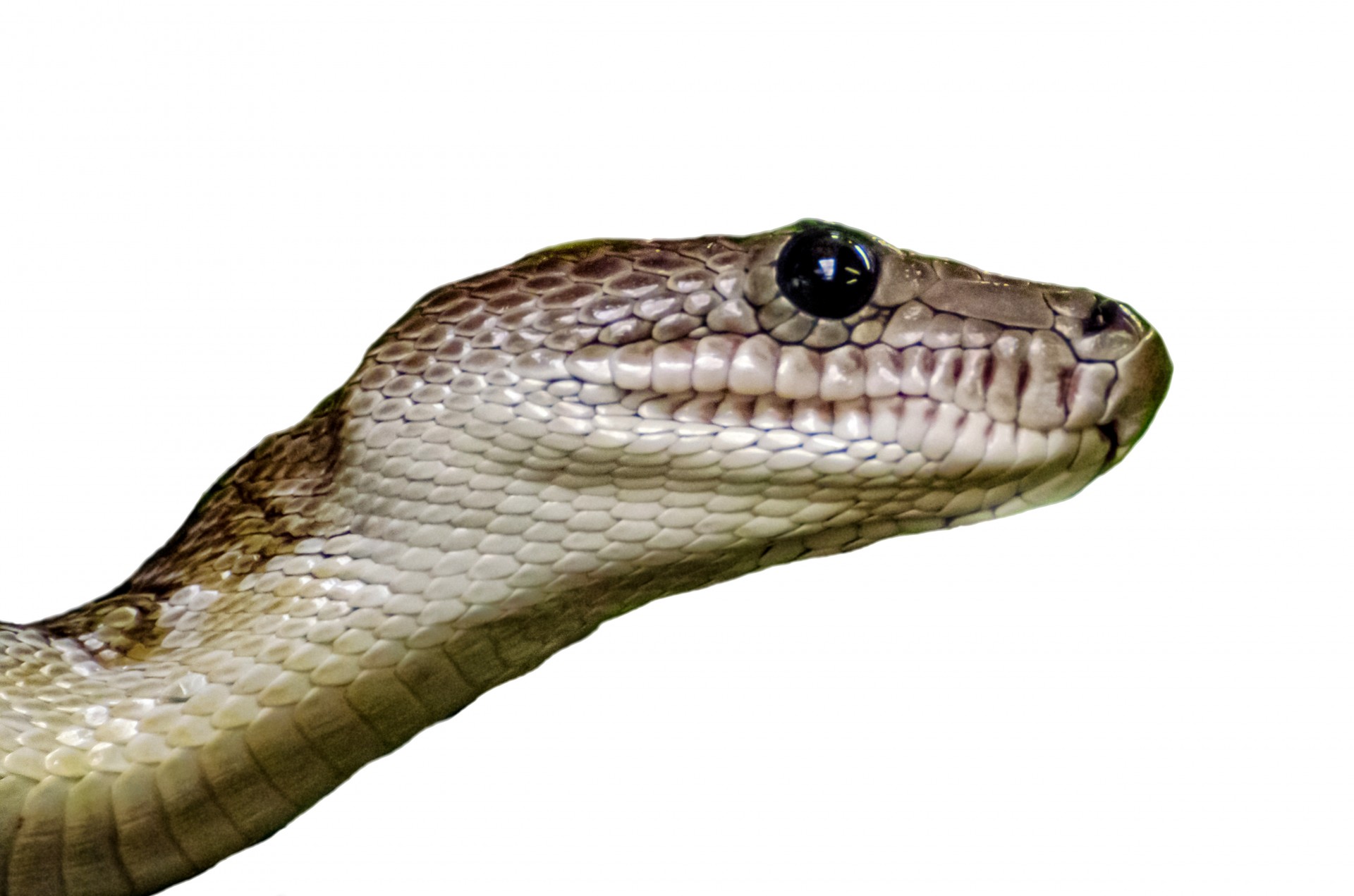 Animal - Snake