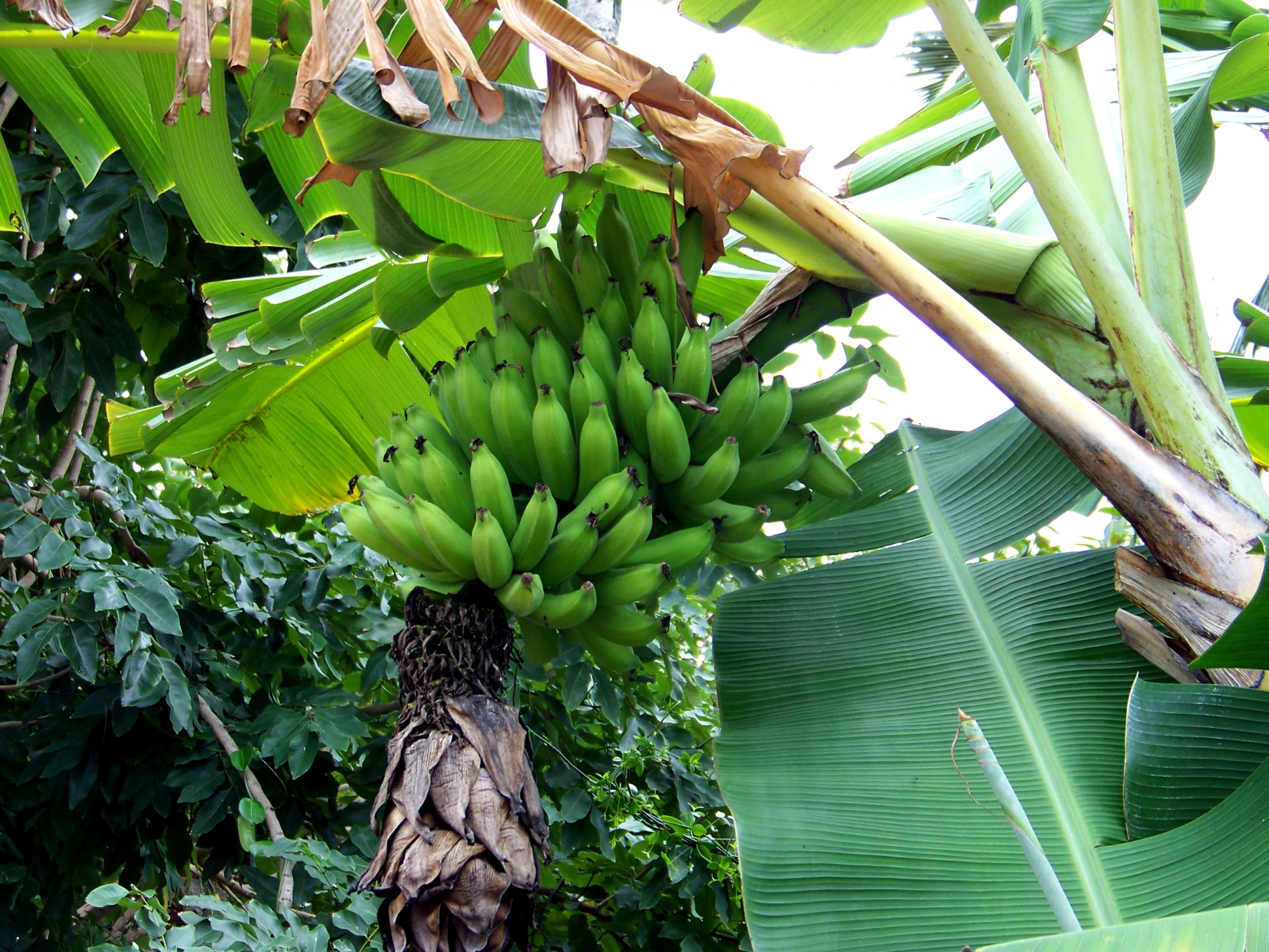 Bananas growing in banana plant