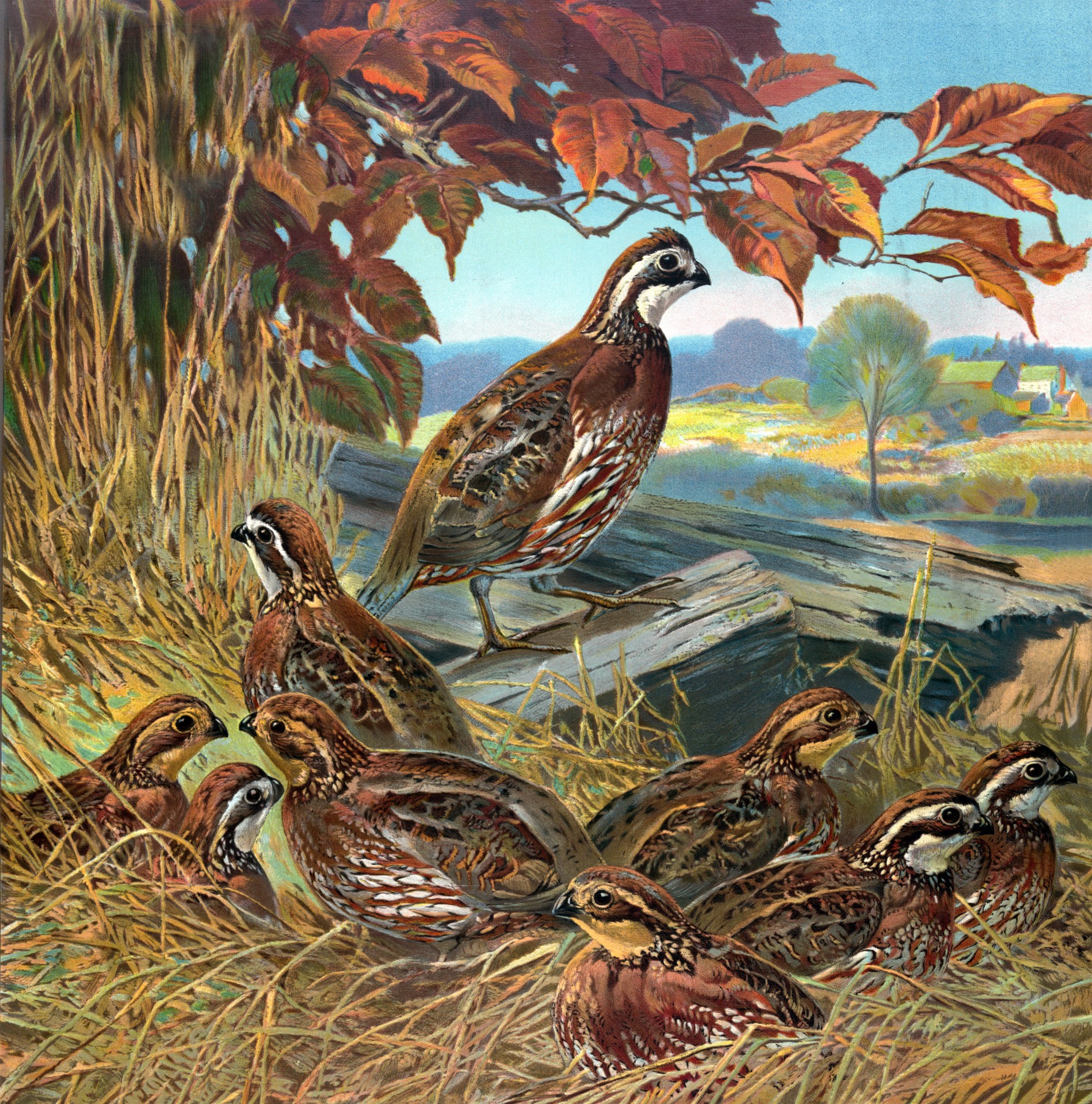 Public domain vintage painting of game birds on the nest