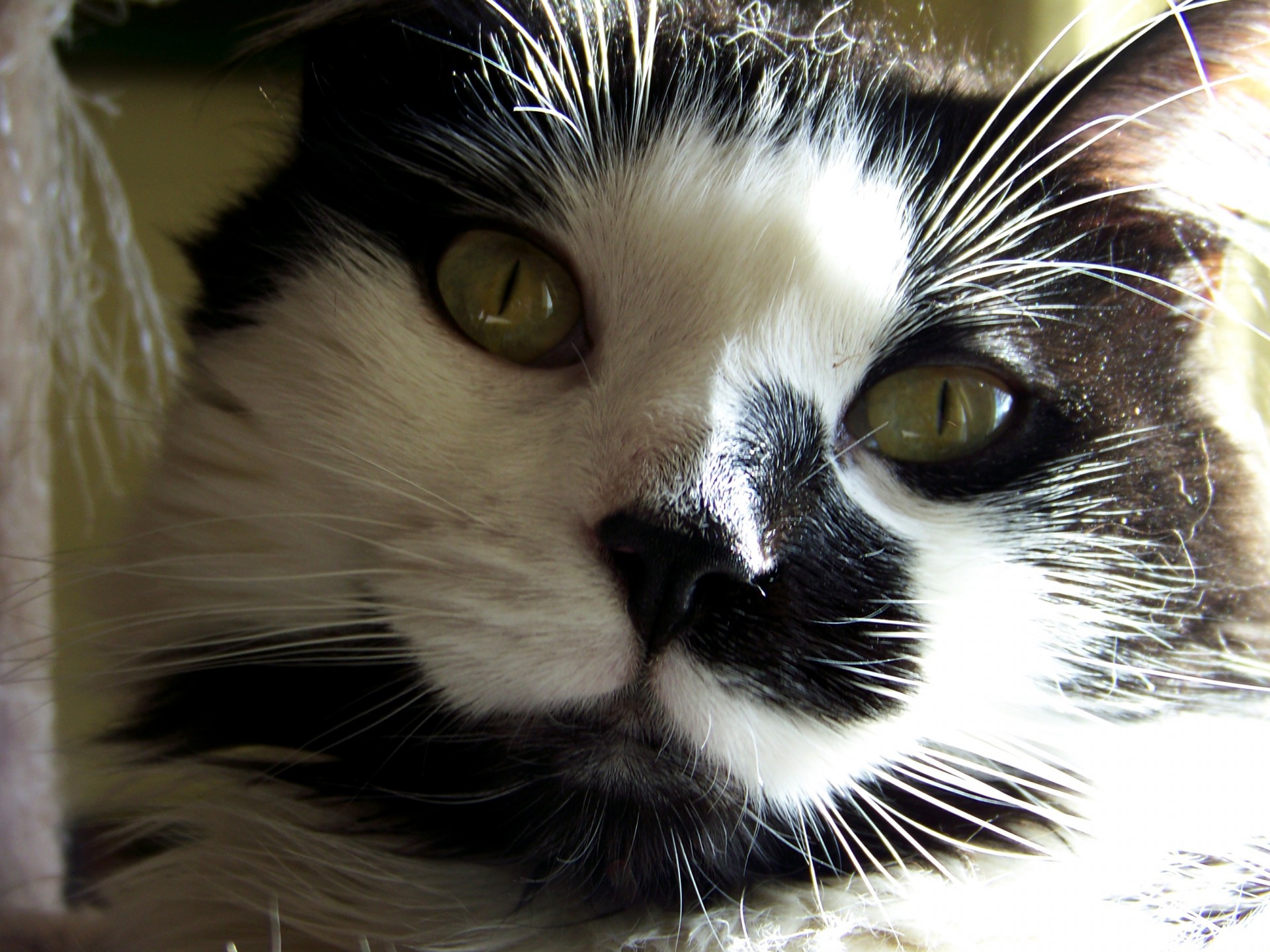 Black & White Cat Close Up