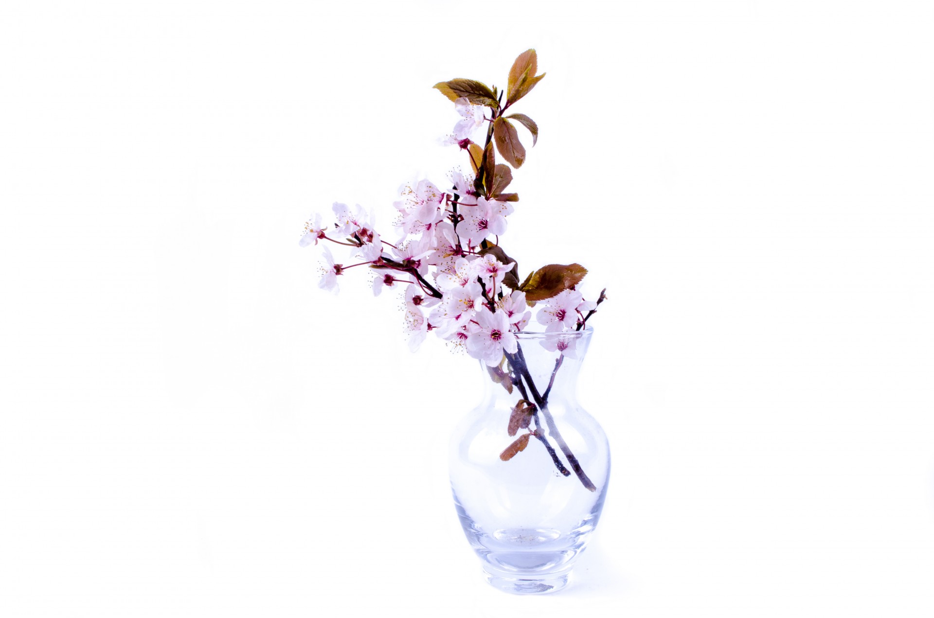 Blossoming Branches In The Vase