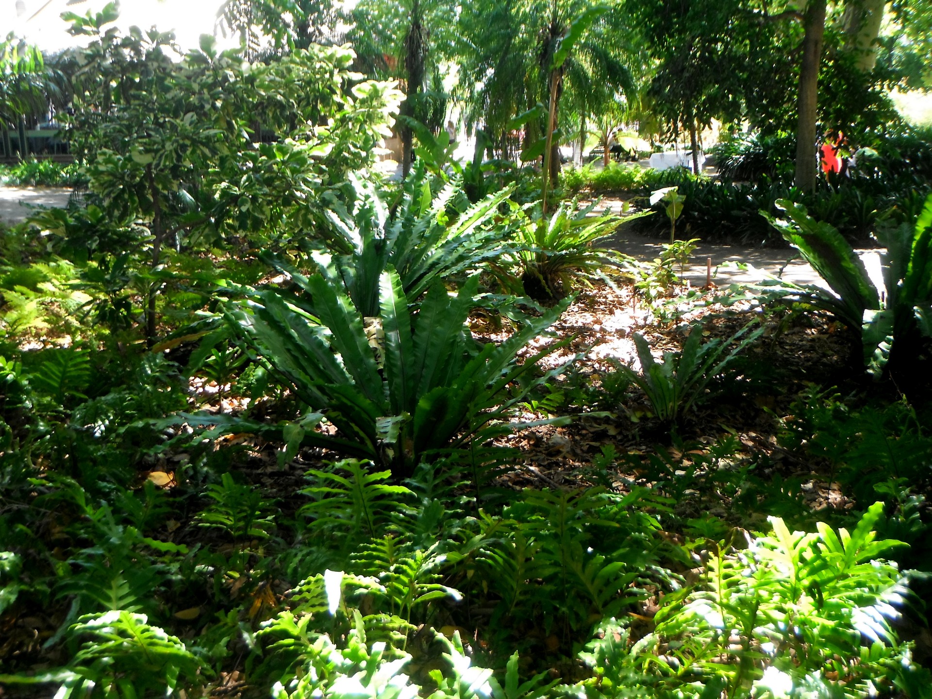 There are all kinds of plants including ferns which are mailny gronw in deep shade areas.