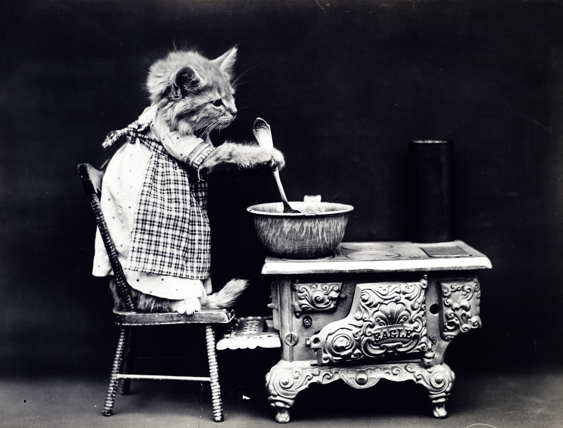 Public domain 1900s vintage photo of a kitten cat dressed in human situation cooking on the stove