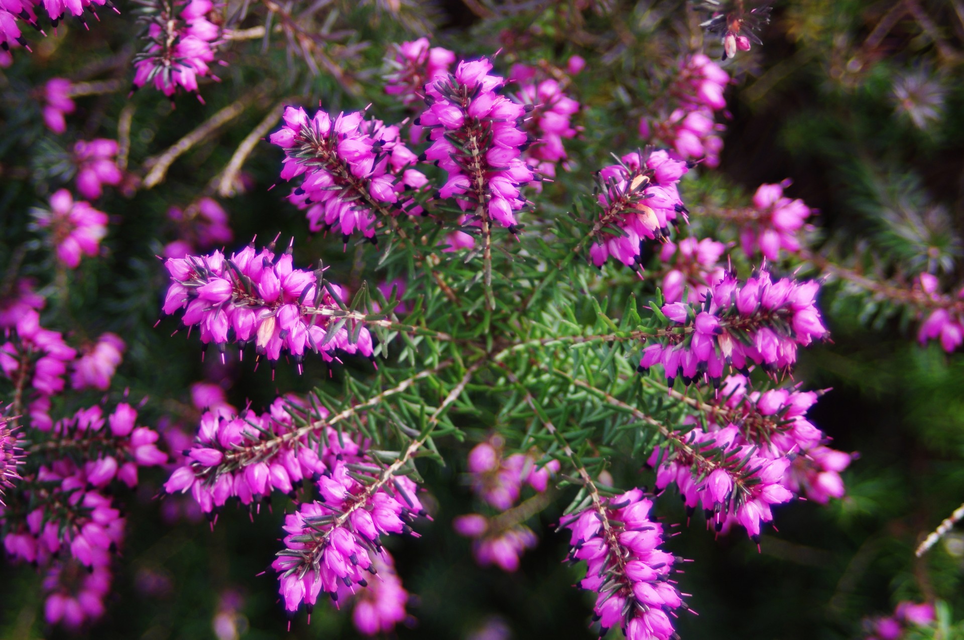 common heather (Calluna vulgaris), purple shrub