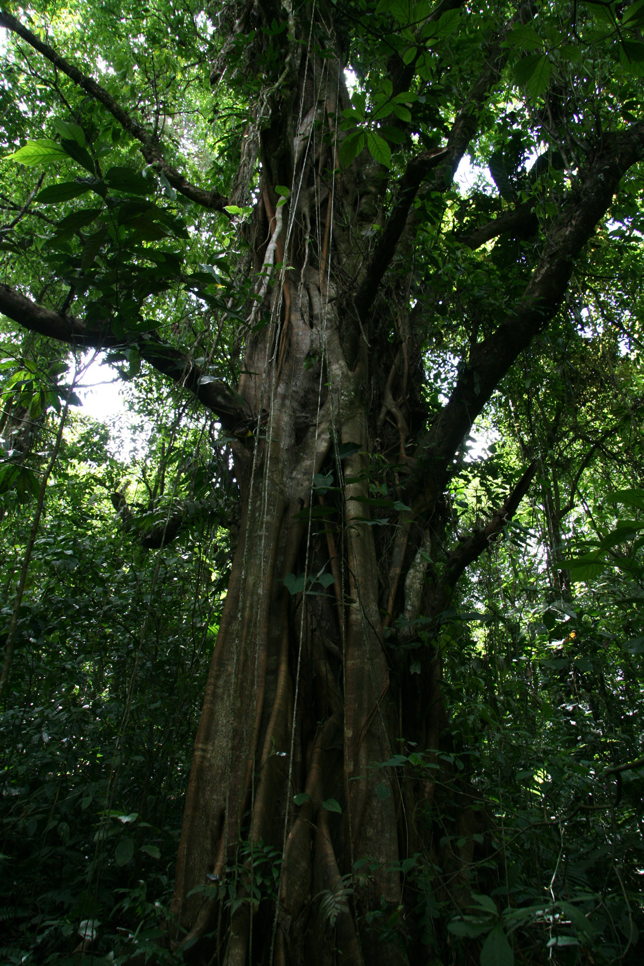 Costa Rica Tree