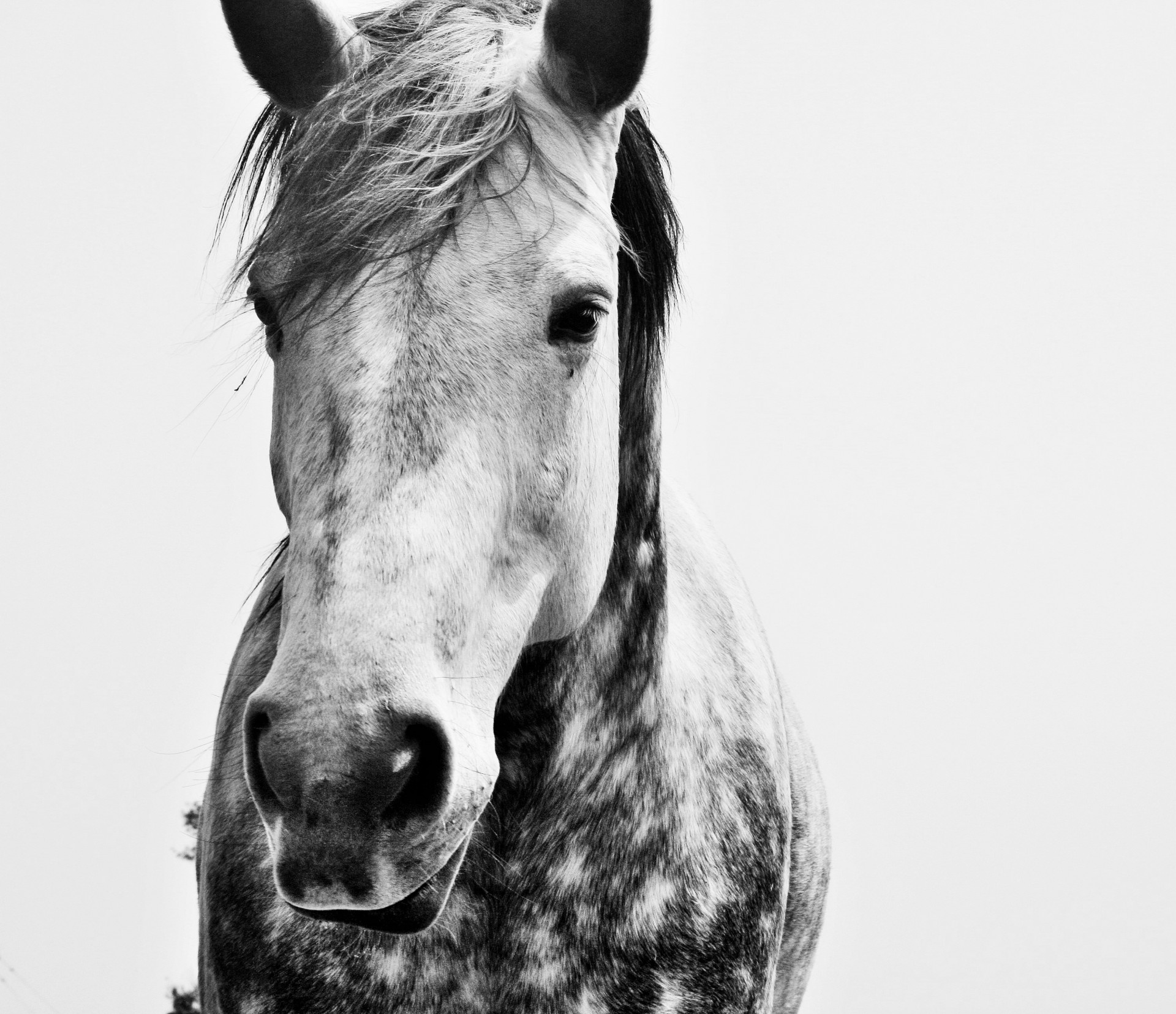 dapple horse, black & white