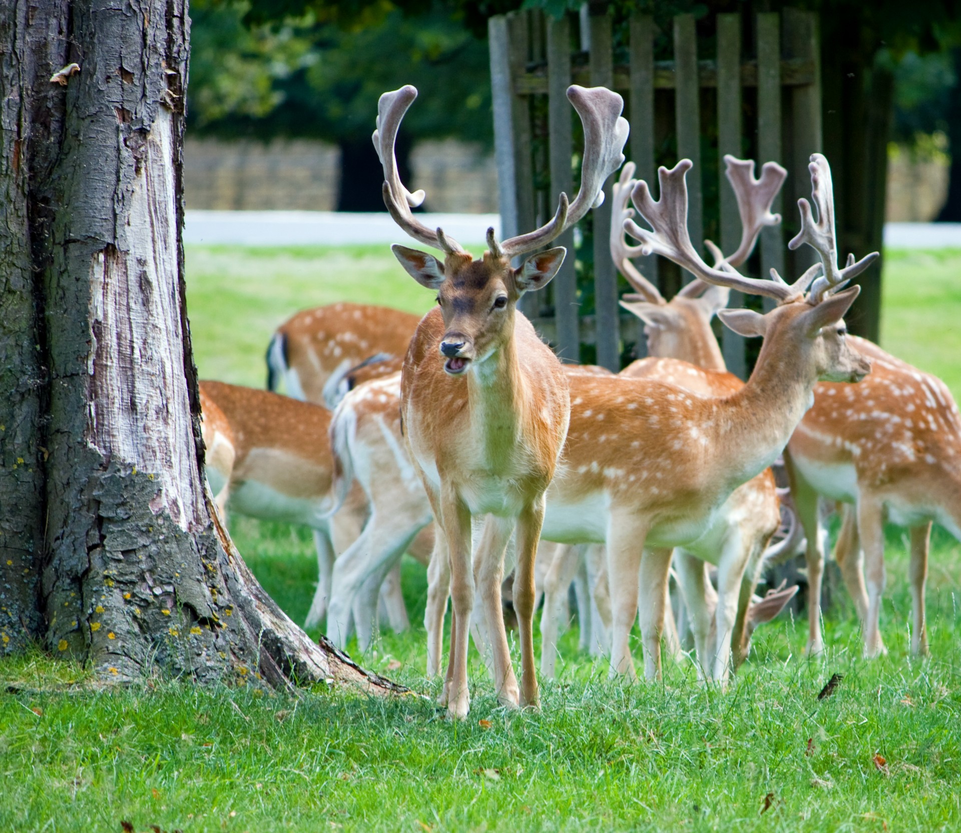 Herd of roe deer in the countryside