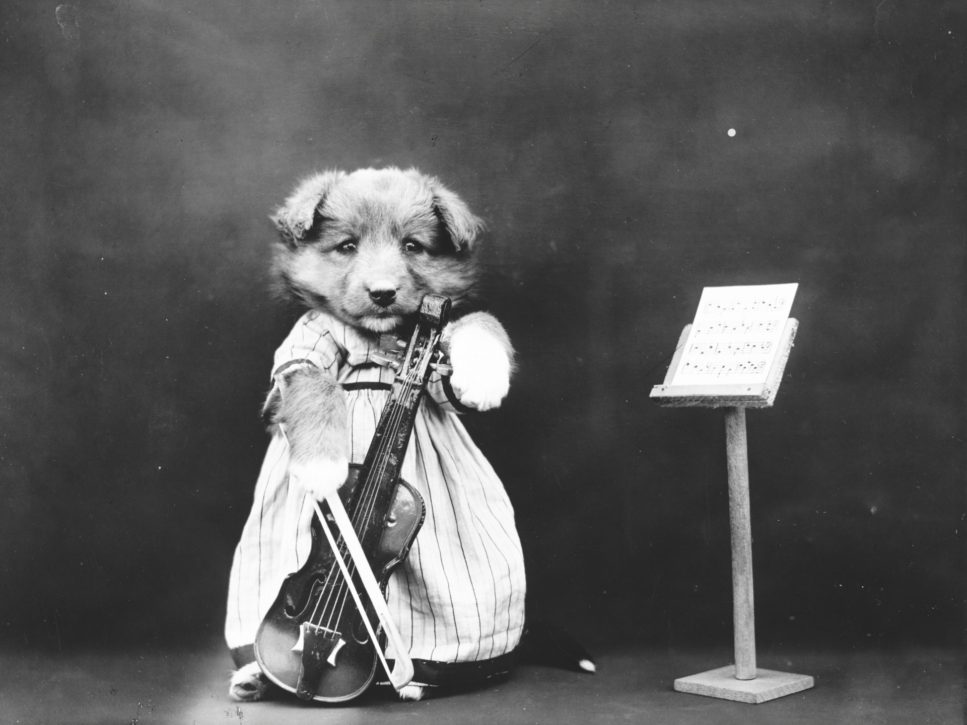 Public Domain 1900 vintage photo of a dressed puppy dog