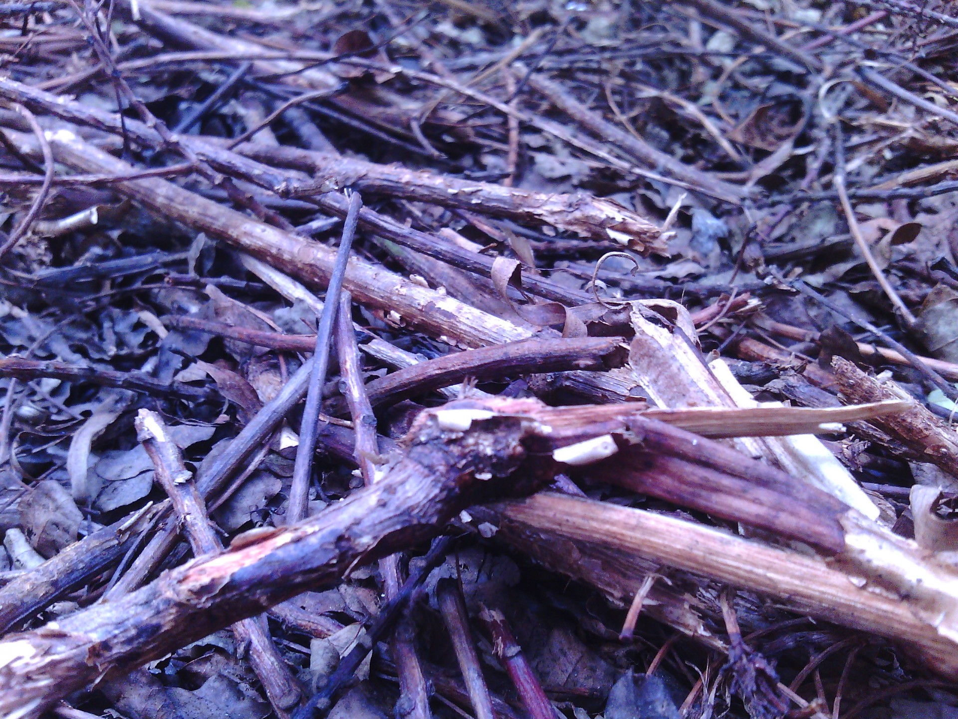 Dried Twigs