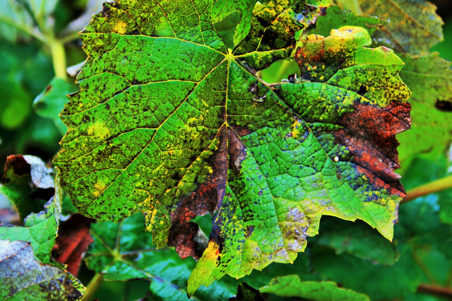 end of summer vine leaf