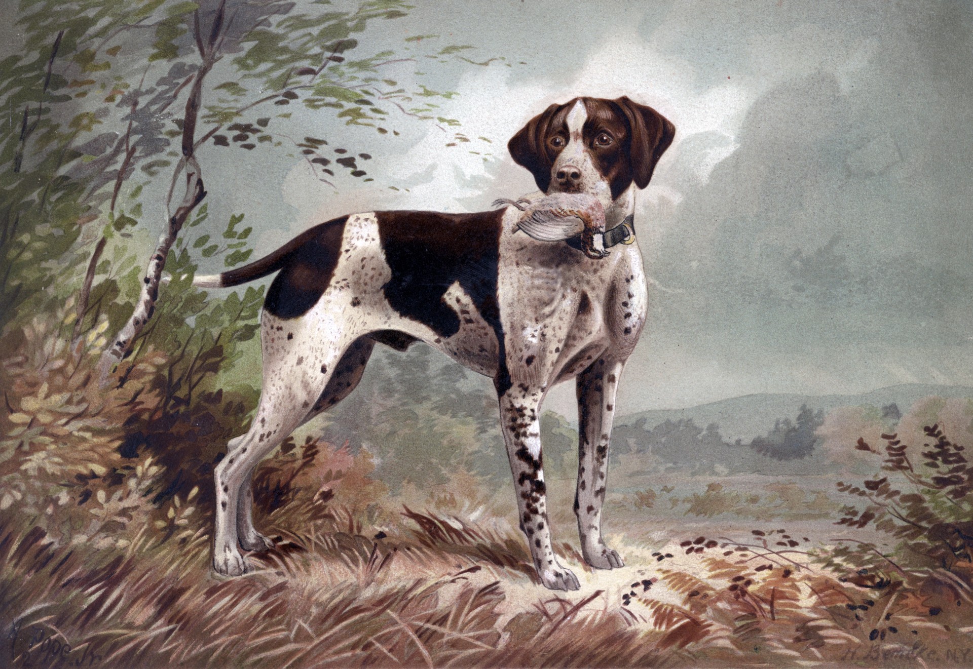 German Pointer Dog Painting