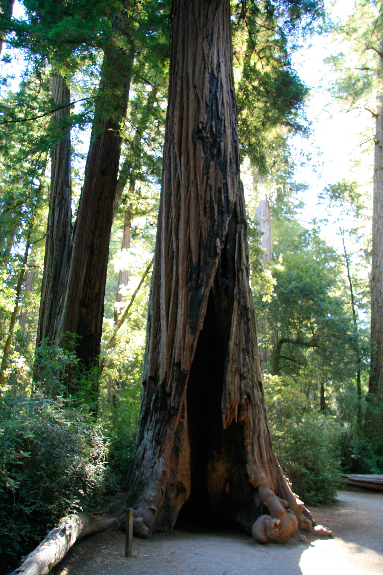 Images Of Redwood Trees In California : Redwood Trees in Sequoia