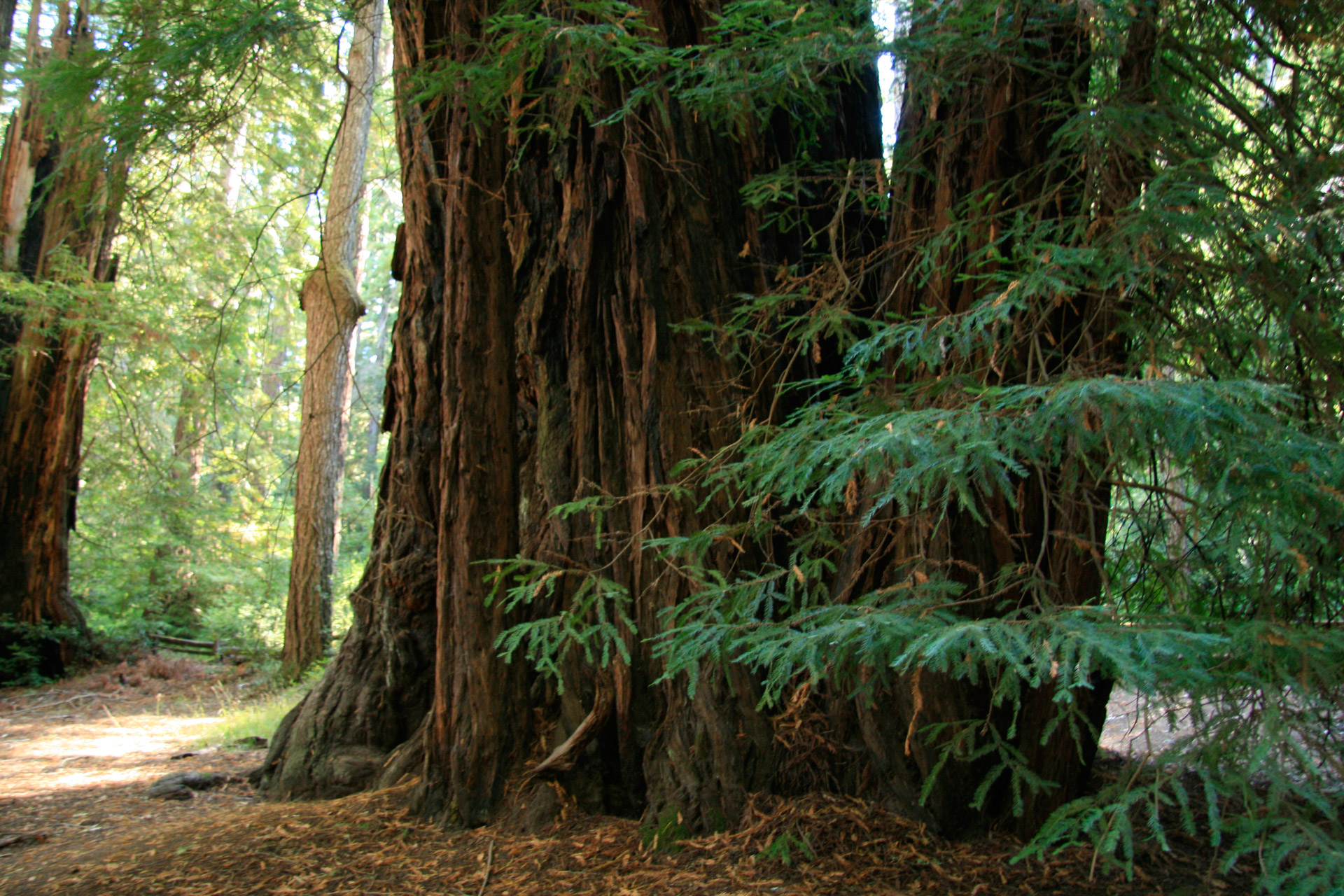 Giant Redwood Trees In California Free Stock Photo - Public Domain Pictures