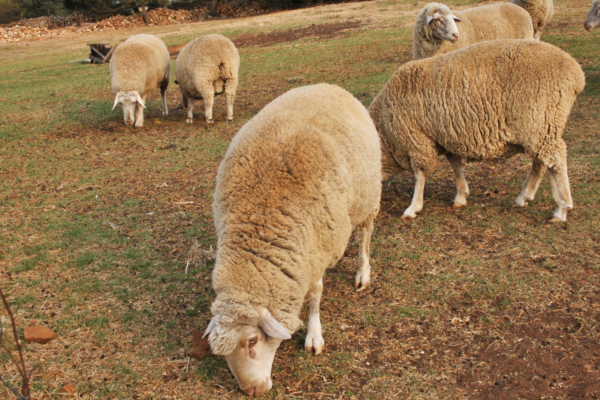 grazing-sheep-free-stock-photo-public-domain-pictures