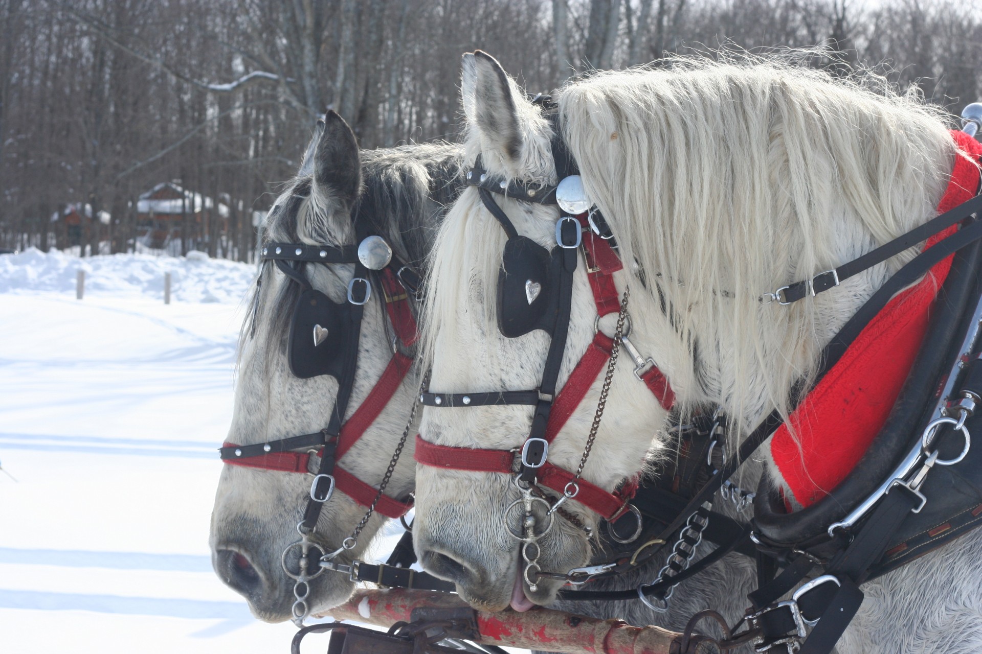 horse drawn sleigh in winter