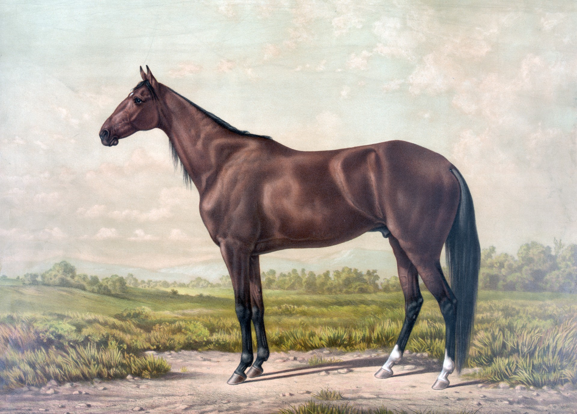 Public domain vintage thoroughbred horse painting