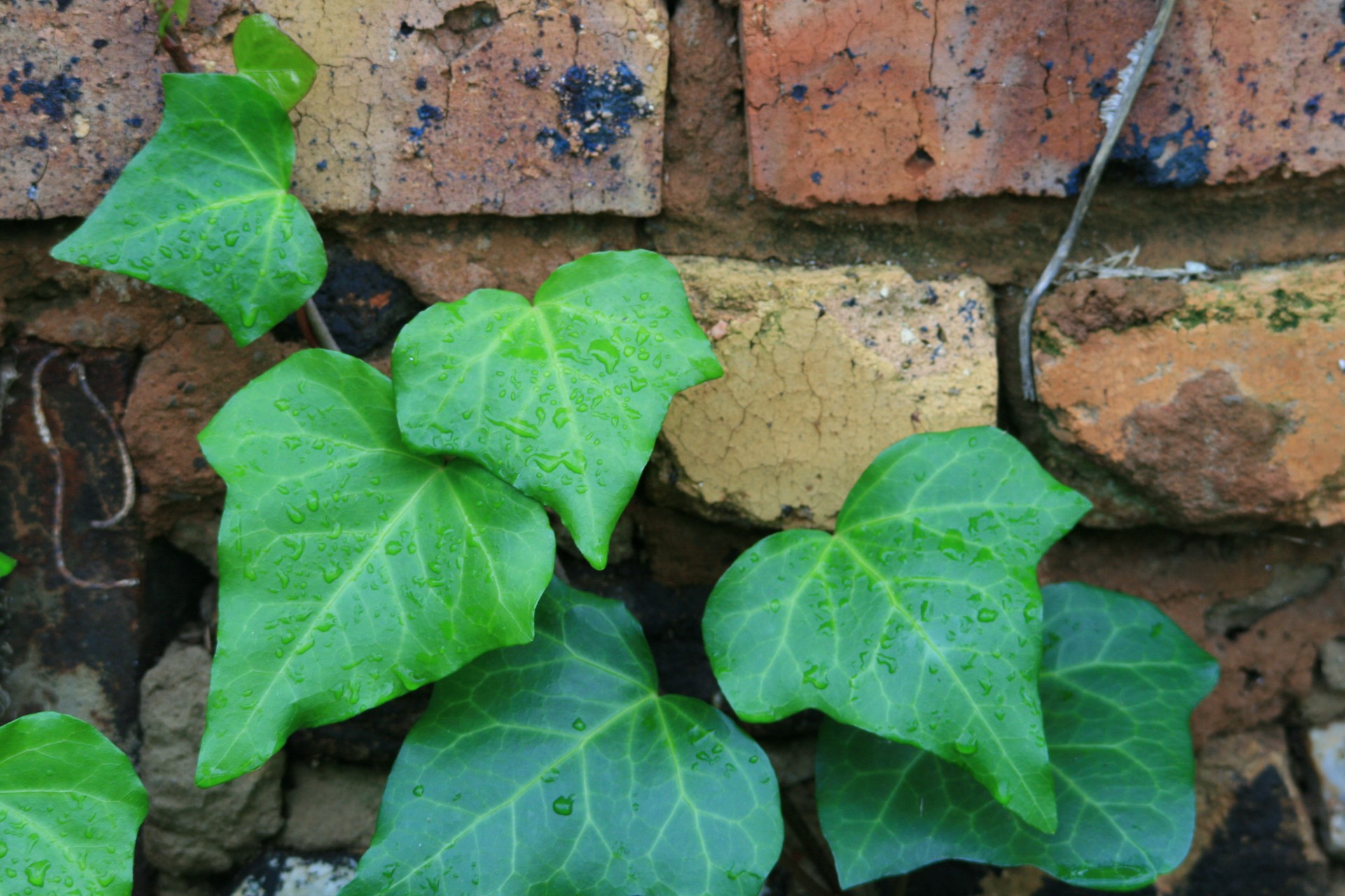 Ivy Against Brick Wall