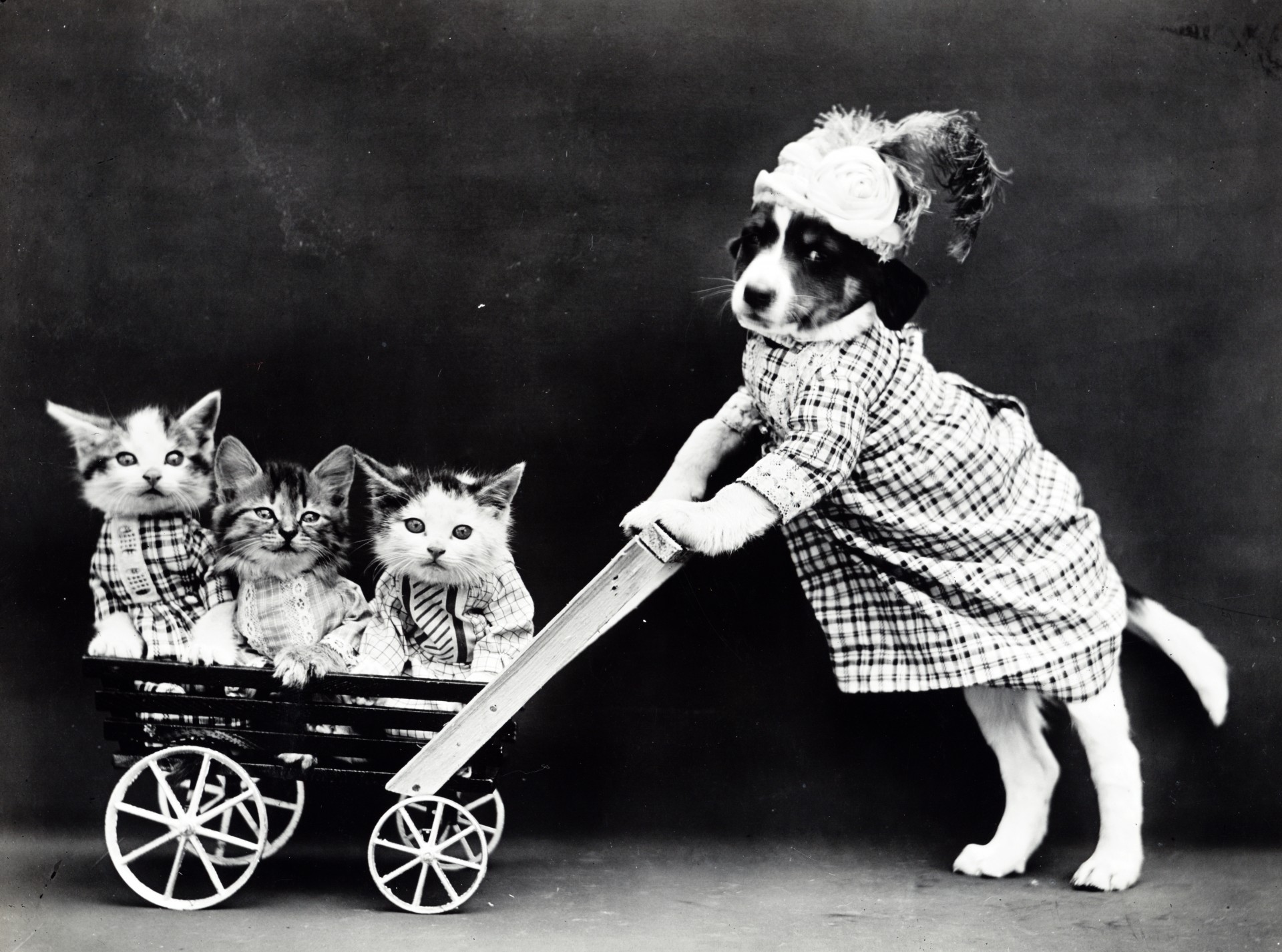Public domain vintage 1900s photo of three kittens and a puppy dog dressed in human situation